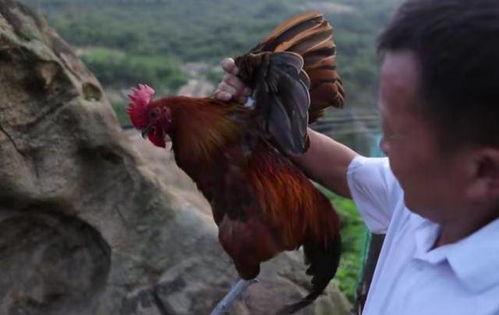 国产老鸡露脸视频,揭秘神秘幕后故事